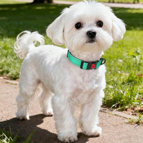 Image of Taglory Reflective Small Dog Collar, Comfort for Safe Night Walks,Turquoise