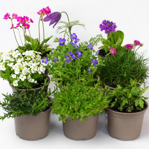 9 x Rockery Plants - Perennial Garden Ready Flowers in 10.5cm Plant Pot Hardy Outdoor Ground Cover & Trailing Plants Year Round