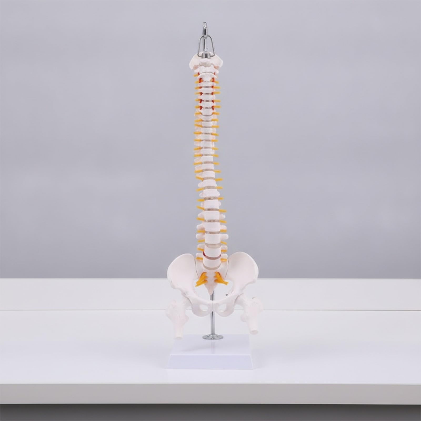 Modello di Colonna Vertebrale Umana | Sezioni Cervicale Toracica Lombare, Modello di Colonna Vertebrale con Base Esposizione, Colorato, per Cliniche, Stile A