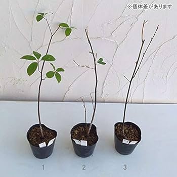 クロモジ　黒文字　クロモジ苗木 No5 クロモジ 黒文字 クロモジ苗木 No5
