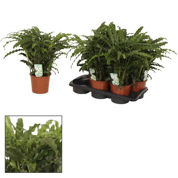 Blumentopf Grün Korb Ø17cm 65cm – moderner Pflanztopf für Zimmerpflanzen, Sukkulenten, Kakteen & Kräuter