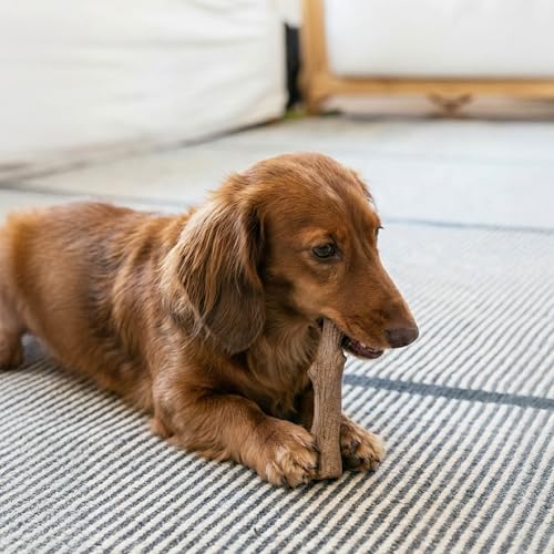 Petstages Hundekaustock - Mesquite Dogwood Hundeknochen - natürlicher Holzgeschmack - Langlebige Kaustange, Kauholz und Kaffeeholz Alternative, Klein