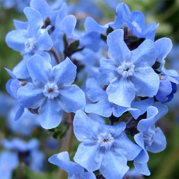 Forget Me Not Seeds (Approx. 1500 Seeds x 2 Packs -Cynoglossum