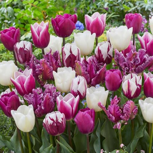 Plant in a Box - Tulipa Pastel Mix - Tulpenzwiebeln Mischung x35 - Blumenzwiebeln für Garten, Terasse oder Balkon