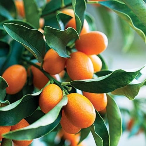 Image of GreenWorld Sweet & Rare All Time Kumquat Lemon Plant (Grafted /Guti Kalam) Healthy Live Plant,''Fruit After 1 Year''