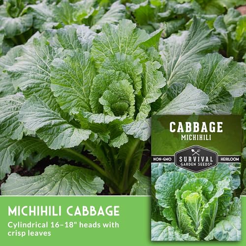 Napa Cabbage Seeds for Planting - Survival Garden Seeds (3 Packs) - Image 3