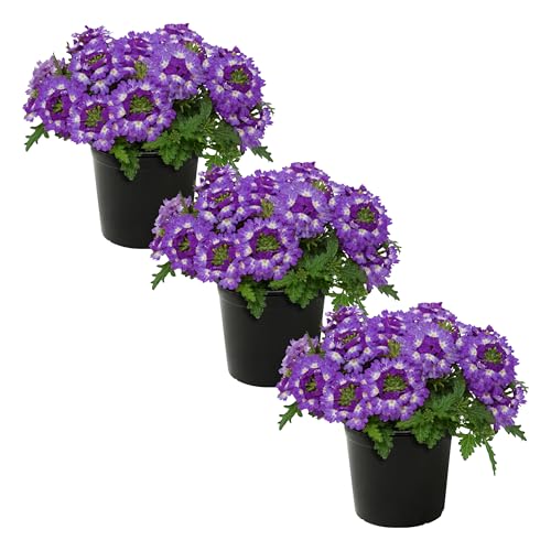 Live Flowering Verbena - Purple Bicolor (3 Plants Per Pack) - Healthy Flowering Plant - Beautiful Spring Color - 10 Tall by 5 Wide in 1Qt Pot