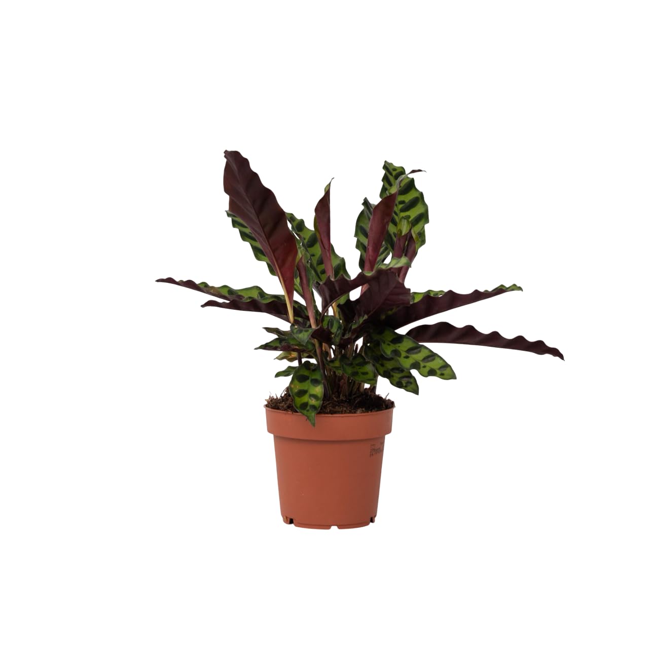 Plant in a Box - Calathea Insignis - Korbmarante - Luftreinigende Pflanze -  Besondere Bltter - Topf 12cm - Hhe 30-40cm : Amazon.de: Garten
