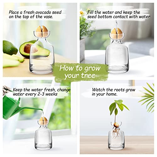 Yaoxianwu Glass Avocado Tree Flower Vases - Avocado Tree Growing Kit Flowers Pot Acorn Plant Glass Bulb Vase For Home Table Desk Indoor Decor1 #TOP5