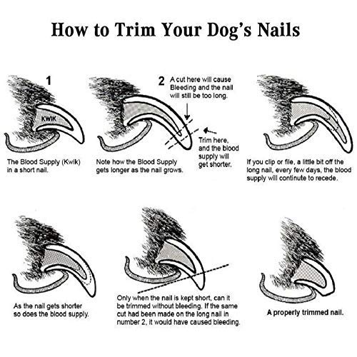 Sage Square Dog Nail Cutter with Clipper (Color May Vary) 3
