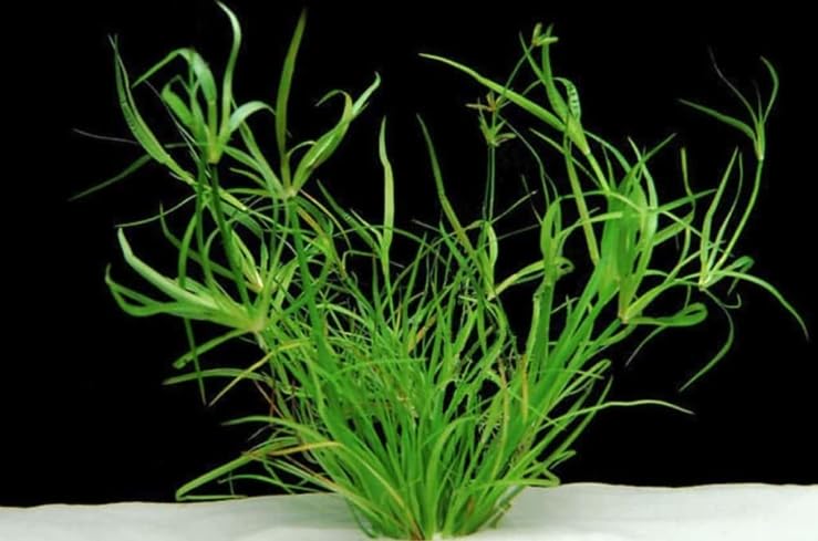 Juncus repens Tropical Healthy Aquarium Plant Shrimp Safe (10)