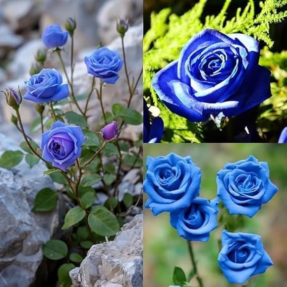 Image of Blue Rose Live Plant with Pot | Rare Blue Flowering Rose Plant | Fragrant All Season Outdoor Rose Shrub for Home Garden Balcony Terrace Decor | Pack of 1
