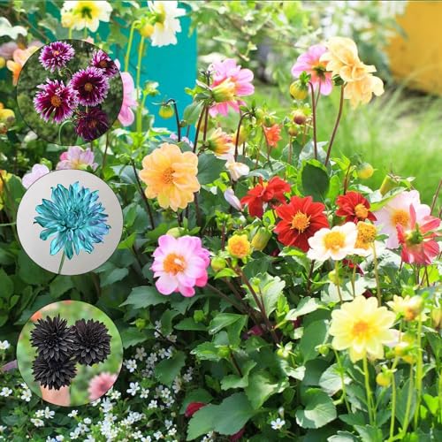10 piezas bulbos de flores dalias perennes resistentes - jardín de hierbas bulbos de flores resistentes bulbos de dalia dalia regalos de plantas de maceta para personas mayores