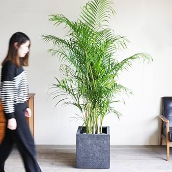 アレカヤシ 10号 特大苗木最高等級極上品 ① アレカヤシ