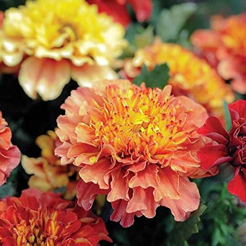 Thompson and Morgan Marigold ‘Strawberry Blonde’ Seeds Cover