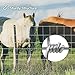 Toriexon Farm Fence 4FT x 100FT, Galvanized Cattle Fence, Heavy Zinc Coating Wire Fencing, 14GA Livestock Fence, Goat Fence, Hog Wire Fencing Perfect for Pest Control, Livestock & Animals Protection