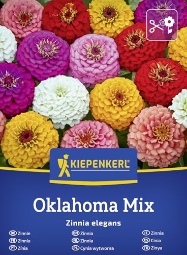 Kiepenkerl Zinniensamen Oklahoma Mix 50937, Sommerblumensaat