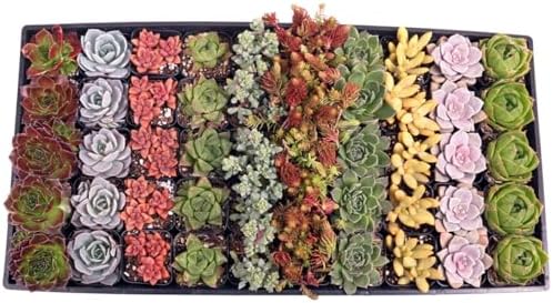 Mountain Crest Gardens Assorted Succulents Bulk Pack - 50 Live Pl...