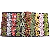 Mountain Crest Gardens Assorted Succulents Bulk Pack - 50 Live Plants in 2 Inch Pots - Real Indoor/Outdoor Succulents for DIY, Gifts, Weddings, and Home Decor