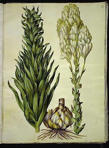 Tableau Lilium Candidum Holtzbecker impression murale de qualité premium