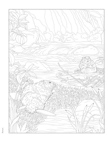 Creative Haven Forest & Woodland Wildlife Coloring Book