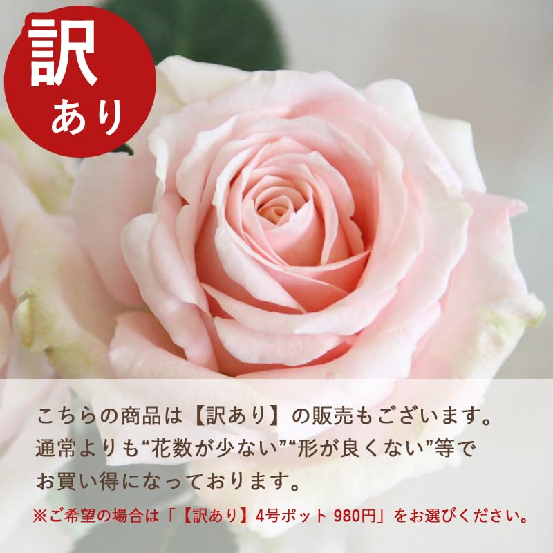 Amazon.co.jp: プリンセス・オブ・インフィニティ ミニバラ 苗 バラ
