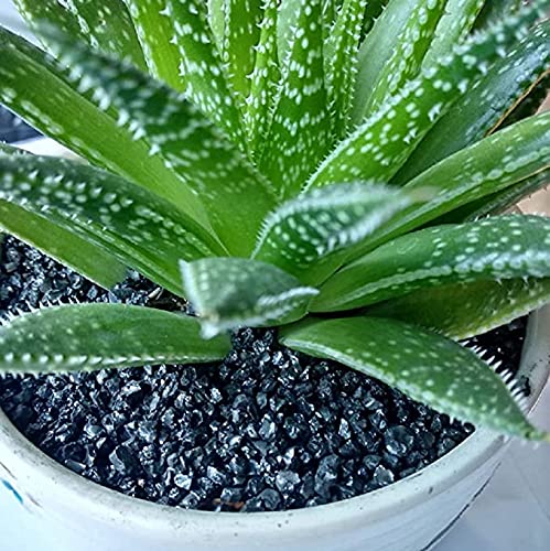 Image of Decorative Stones Marble Chips Pebble Stones for Aquarium Home Garden Indoor & Outdoor Decoration (Black A, 950 gm)