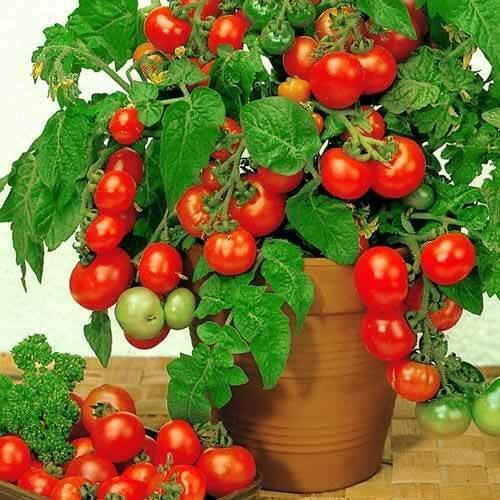 Nursery Live Rare Tomato " Dwarf Red " Exotic 100 Vegetable Seeds for Growing
