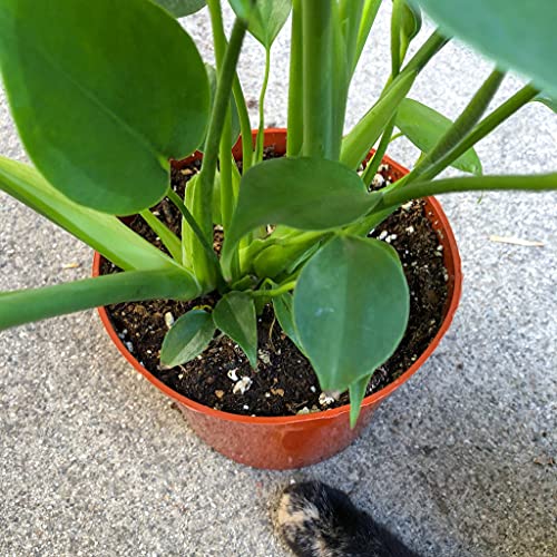 Monstera Deliciosa Plant - Live Plant In A 6 Inch Pot - Monstera Deliciosa - Beautiful Easy To Grow Air Purifying Indoor Plant #TOP2