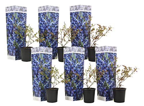 Plant in a Box - Myrtille - Set de 6 - Vaccinium corymbosum rustique - Pot 9cm - Hauteur 25-40cm Cover