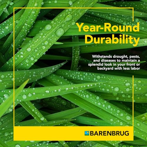 Barenbrug Winter Wonderlawn Grass Seed for Southern Lawns, Fast-Acting Durable Grass Seed Mix for All Weather Conditions, 25-lb. Bag