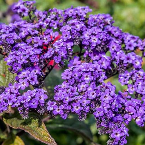 semi di vaniglia, serre da balcone Eliotropio arborescens, semi di semi biologici rare giardino di regali per gli amanti del giardino vecchie varietà 30pcs