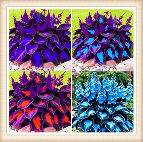 Hosta Roots Hardy Perennial Plants Ready for Planting in UK Gardens/Hardy Perennial Excellent Display-4bulbs