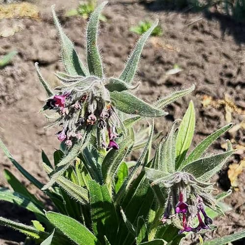 consueldasemillas - Cubresuelos resistentes semillas de ornamentales raras semillas de balcón orgánicas silvestres primavera jardín 225semillas