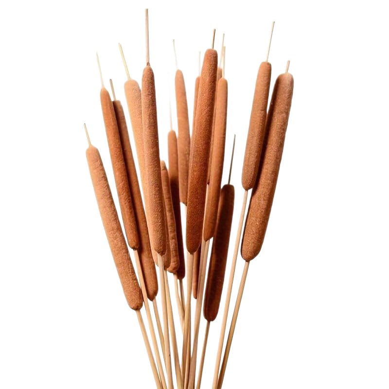 Dried Cattail Flowers Natural Cats Tail Bulrush Dry Flower Branch for Rustics Floral Arrangements and Home Wedding Bouquet Decor (10pcs 19-23 Inch)