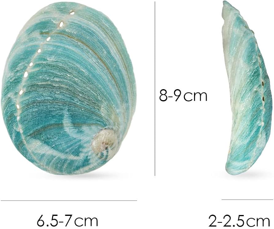 Amazon｜アワビの貝殻 天然あわびの貝殻 オーストラリアグリーンアワビ