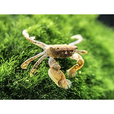 Aquatic Arts 1 Live Freshwater Pom Pom Crab | Real Living Nano Aquarium Fish Tank Pet | Betta | Danio | Rasbora | Guppy Compatible Cover
