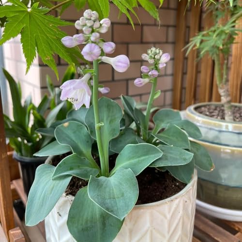 Comprar semillas de hosta semillas orgánicas semillas de bonsái de plantas de interior Semillas de cobertura del suelo para balcones elevados resistentes plantas exóticas plantas de 250pcs