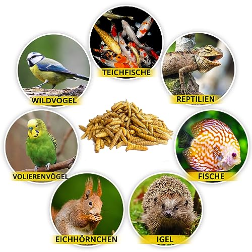 Soldatenfliegenlarven getrocknet 2kg (entspricht 13 Litern), Black Soldier Flys, Vogelfutter, Igelfutter mit Insekten, Fischfutter, proteinreicher Snack für Reptilien und Schildkröten