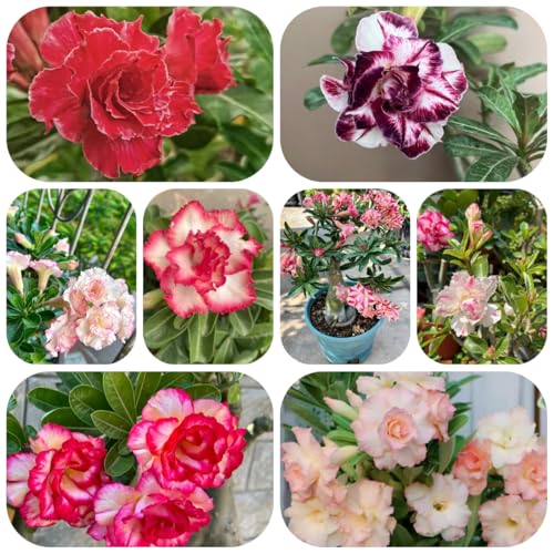 semillas de rosa del desierto - planta decorativa para balcones plantas decorativas semillas de hierbas plantas de jardín plantas resistentes en macetas semillas de plantas semillas de 20pcs