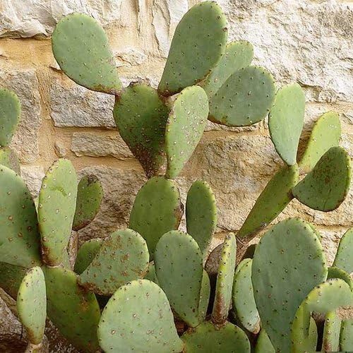 Cactus Opuntia Monacantha By Ayodhya Agro - Prickly Pear Live Cactus Plant: Nagphani/Nagfani Cactus Big Medicinal Live Plant Well Packed (1)-image-17