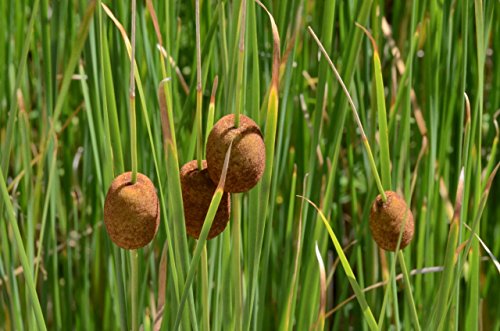 4 x Typha Minima Early Bird Season Deals Live Water Plant Aquatic Pond Lake Marginal