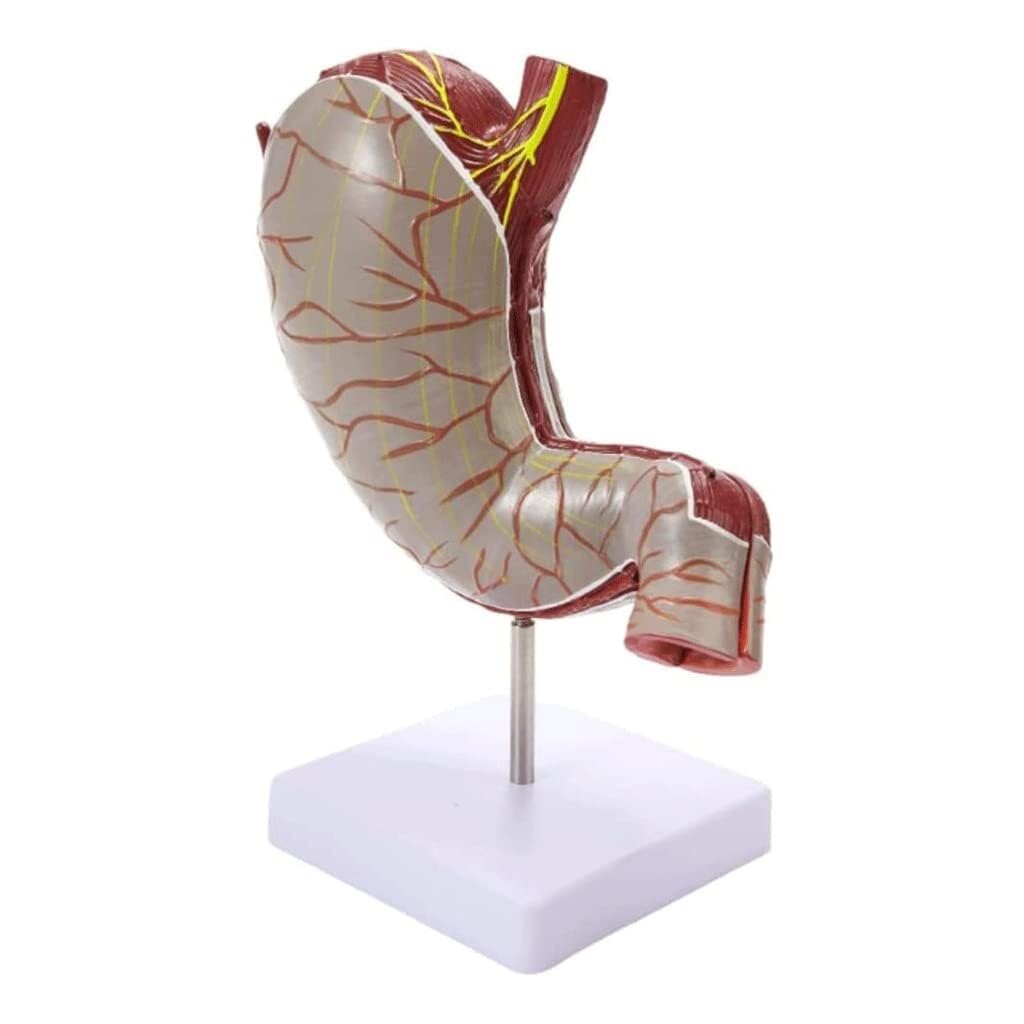 XINGLUOY Human stomach anatomy model, skeleton, 1.5 times magnification, divided into 2 parts, human for learning(1 Pack)