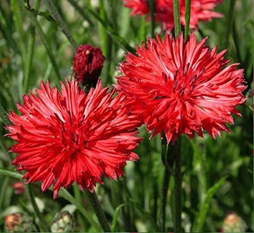 Tall Red Bachelor Button Flower Seeds, 25 Count "Cool Beans N Sprouts" Brand. Home Gardening. #TOP1