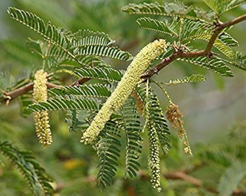 Juliflora Mesquite Seeds