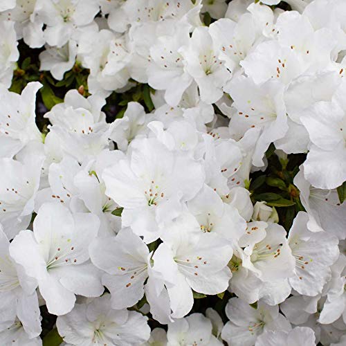 AZALEE DU JAPON BLANCHE ARBUSTE À FEUILLES PERSISTANTES PLANTE DE JARDIN RUSTIQUE EN 2L POT x 1 – vue 4