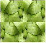 (50) Miele rugiada Verde Melone, semi Melone