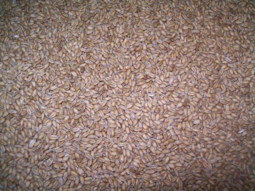 Organic Wheat Berries, Soft Red Winter Wheat, 15 lbs., Farmer Direct, Organic, non-GMO and IPUSDA Organic