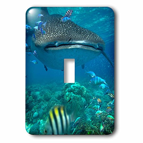 Interrupteur requin baleine Rhincodon Cebu récif corallien