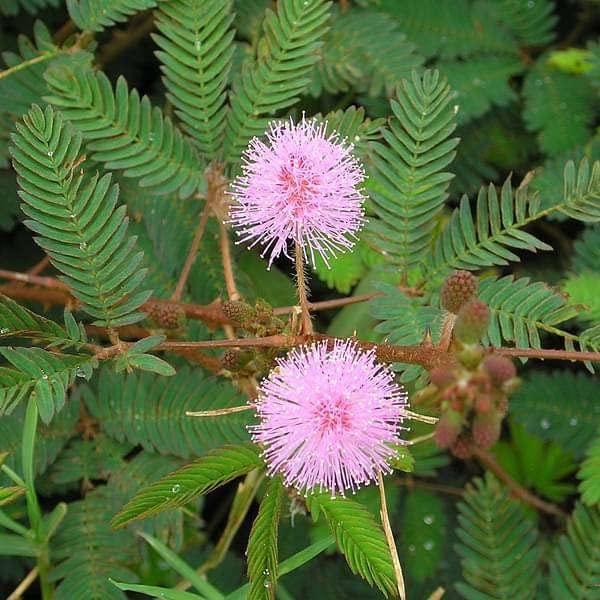 Mphmi Live Plants Chuimui Touch me not Plant Mimosa pudica Plant Shame plant (B0B4H5BWKB) Amazon Price History, Amazon Price Tracker